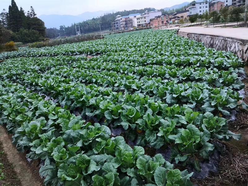 云南玉溪蔬菜专用有机肥腐殖酸微生物发酵猪粪有机肥