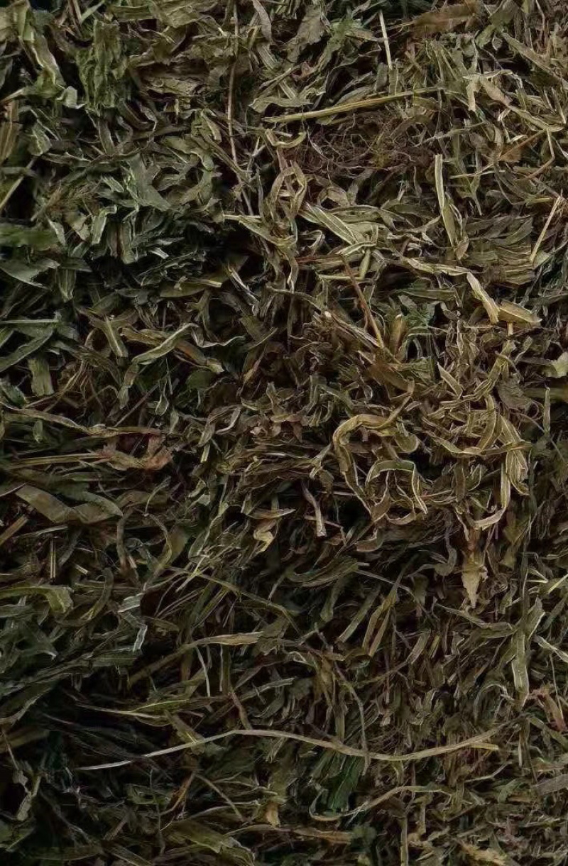 凤尾草【包邮】三斤起发货可批量可零售量大从优