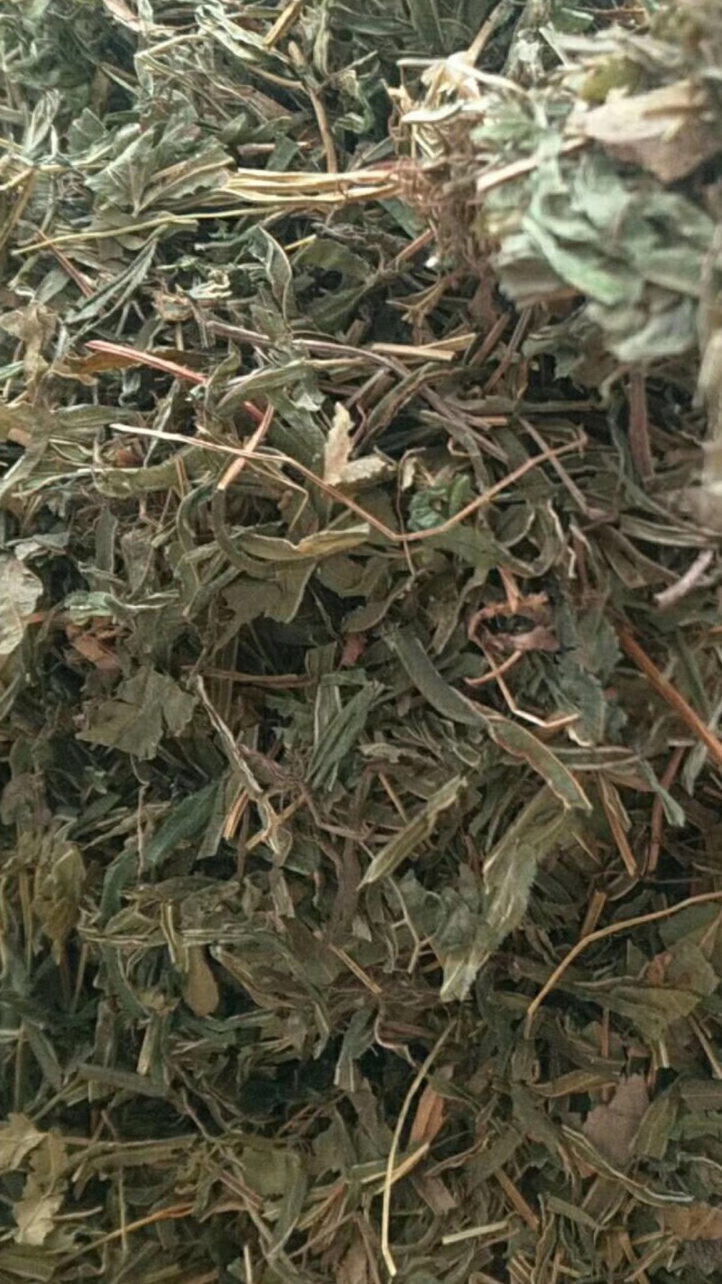 凤尾草【包邮】三斤起发货可批量可零售量大从优