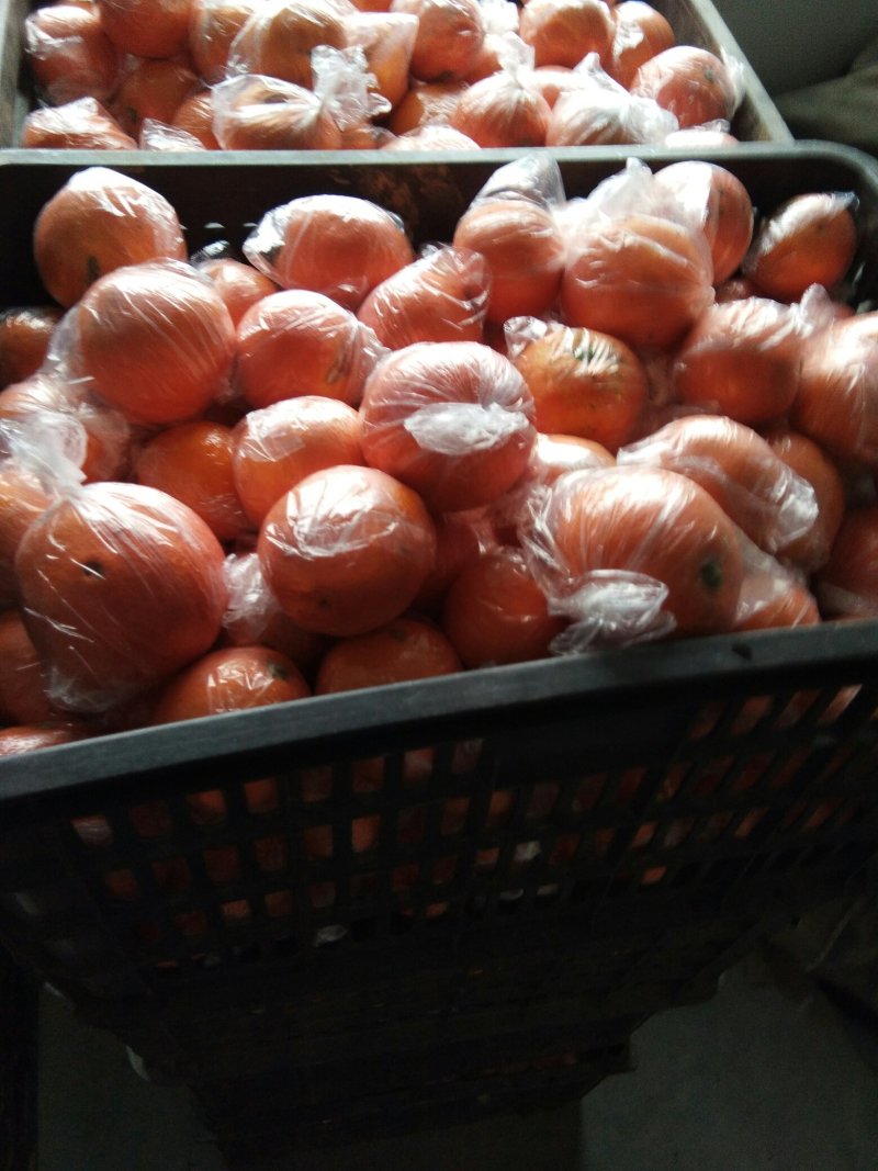 纽荷尔脐橙