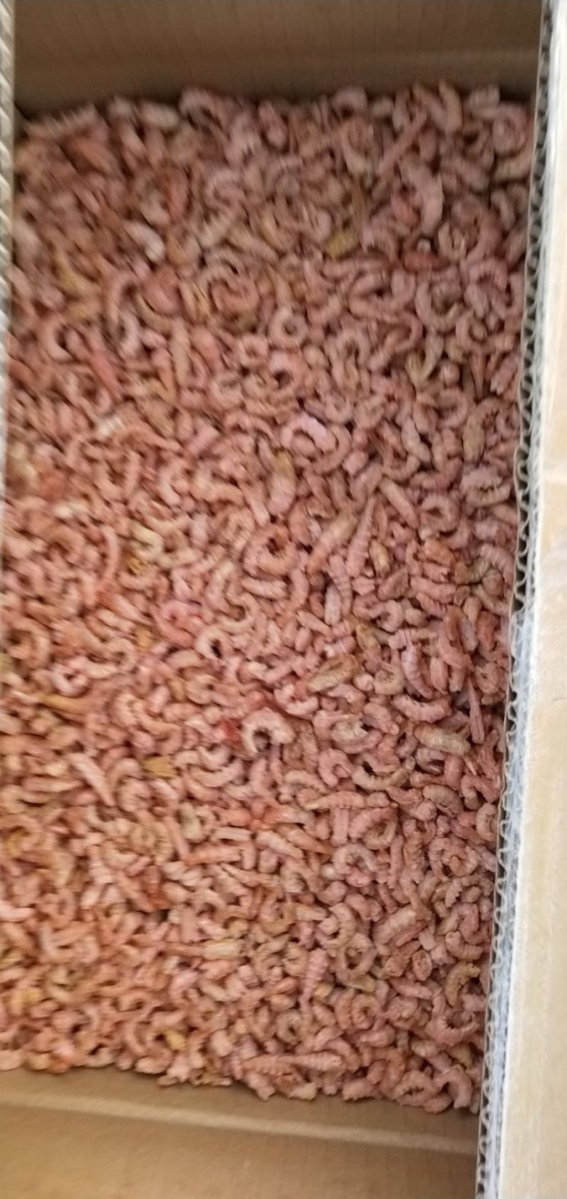 金钩海米，小海米，渤海特产