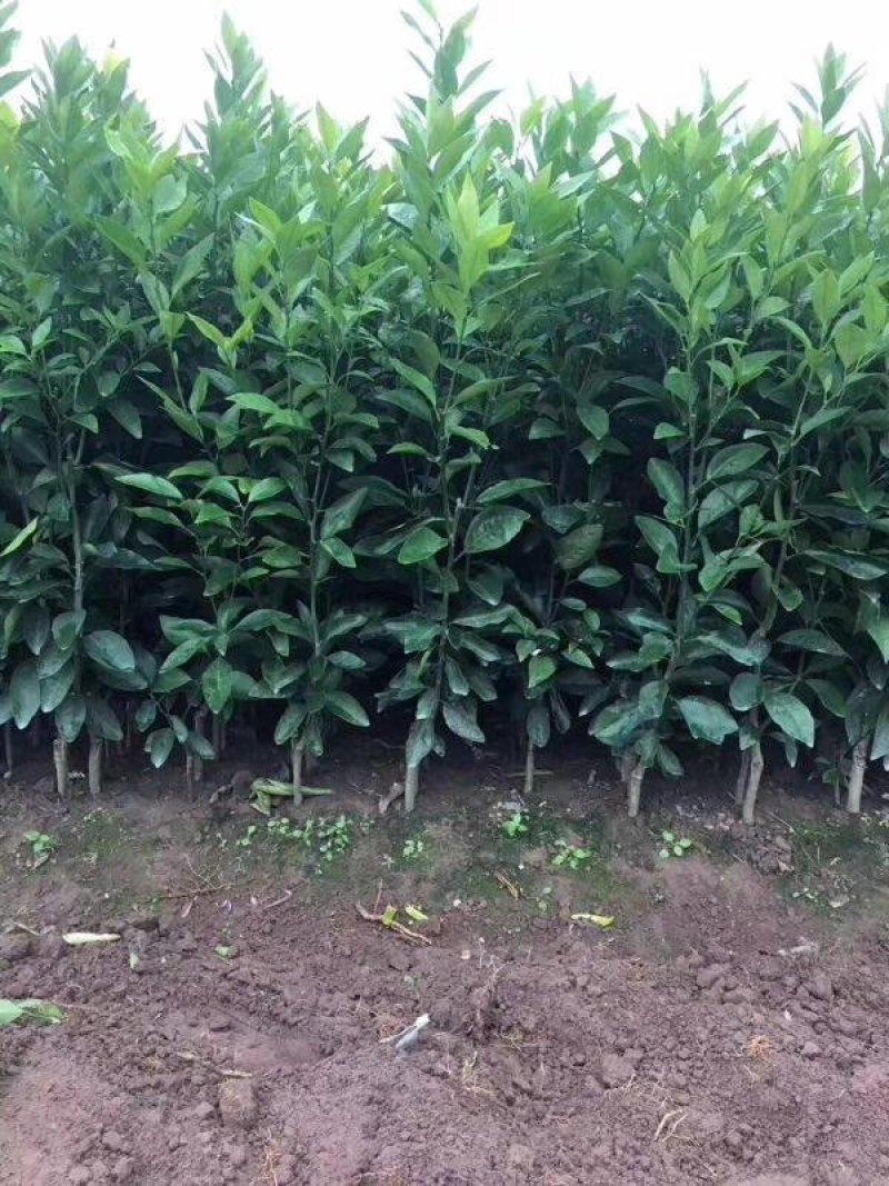 嫁接沃柑苗，柑橘苗，广西沃柑苗，灵山沃柑，灵山果苗