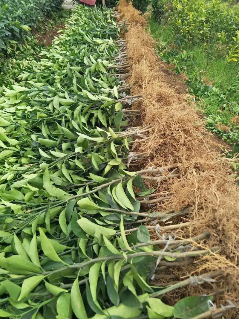嫁接沃柑苗，柑橘苗，广西沃柑苗，灵山沃柑，灵山果苗