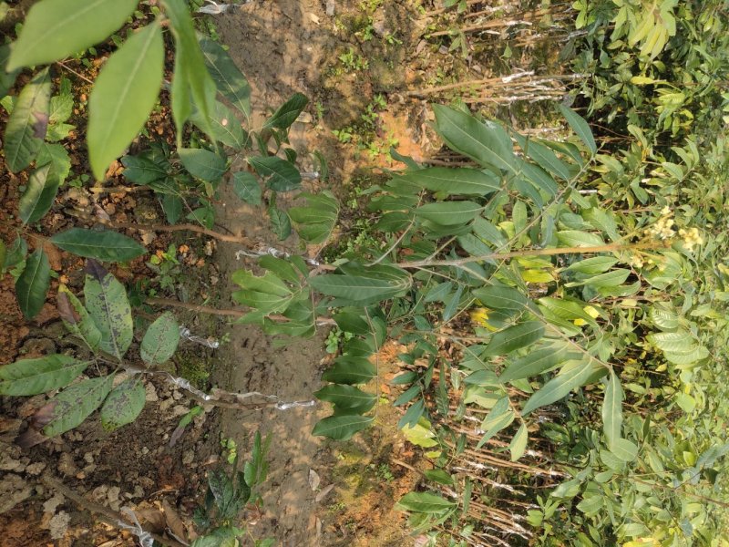 基地直供坏苗包赔嫁接石硖龙眼苗\储良龙眼苗\四季龙眼苗/
