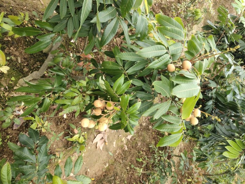 基地直供坏苗包赔嫁接石硖龙眼苗\储良龙眼苗\四季龙眼苗/