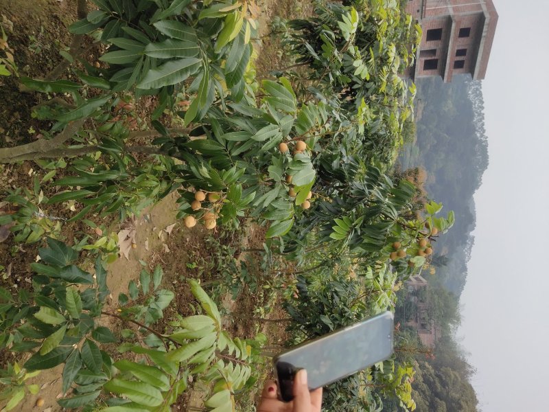 基地直供坏苗包赔嫁接石硖龙眼苗\储良龙眼苗\四季龙眼苗/