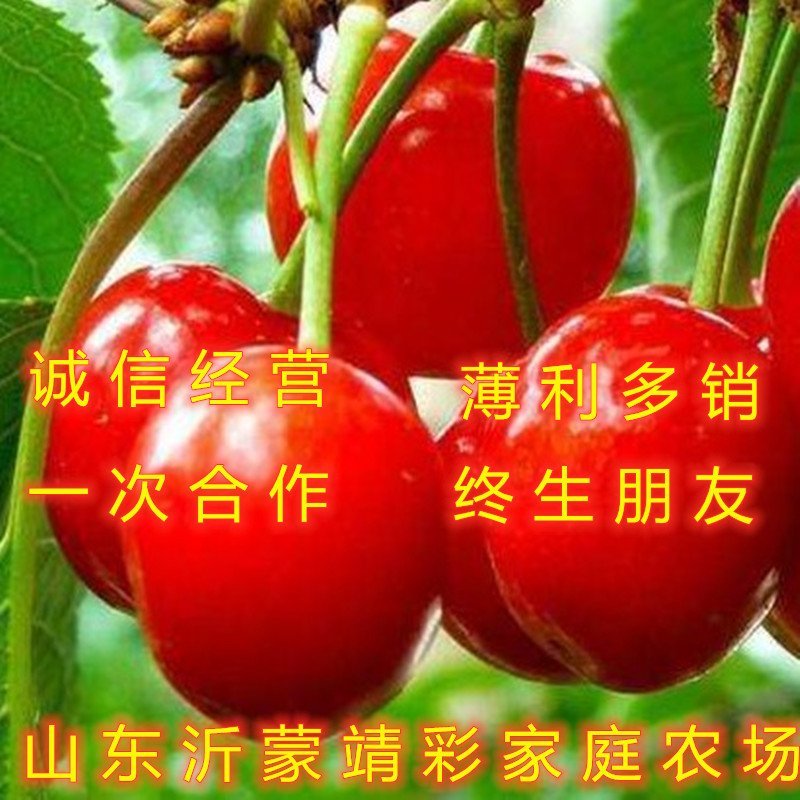 拉宾斯大樱桃苗嫁接樱桃树苗南北方种植樱桃苗品种樱桃