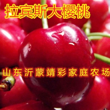 拉宾斯大樱桃苗嫁接樱桃树苗南北方种植樱桃苗品种樱桃