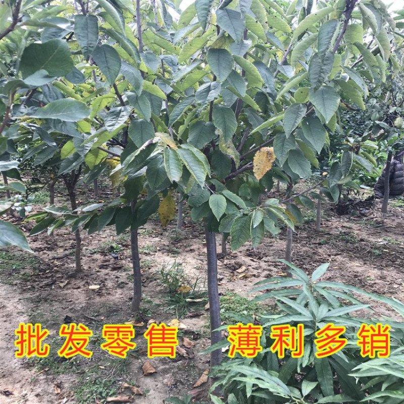 拉宾斯大樱桃苗嫁接樱桃树苗南北方种植樱桃苗品种樱桃