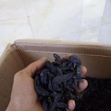 鼻涕虫