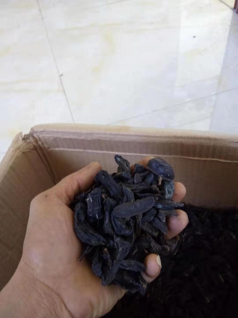 鼻涕虫