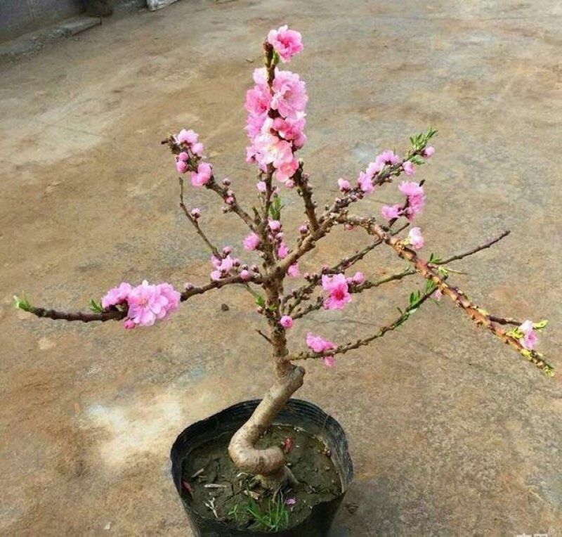 中华福寿桃！桃梅长寿桃盆景桃老树桩白色粉色大红色各种规格