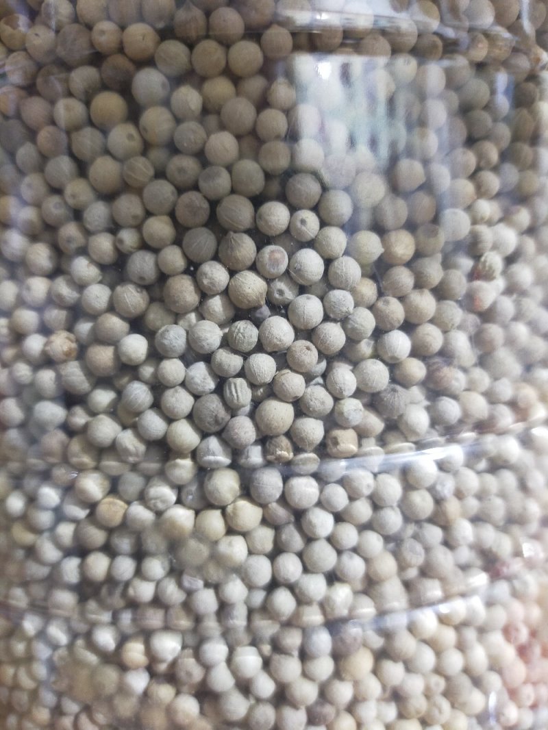 海南野生胡椒根，白胡椒。
