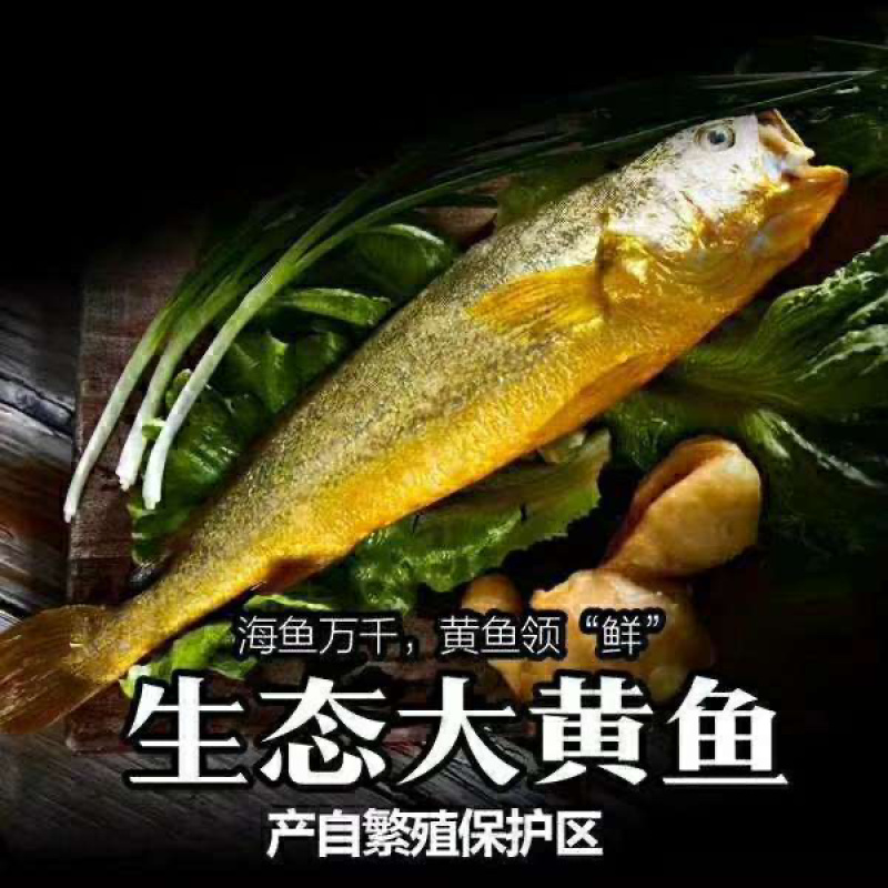 新鲜深海大黄鱼黄花鱼现捕现发鲜活冷冻海鲜批发