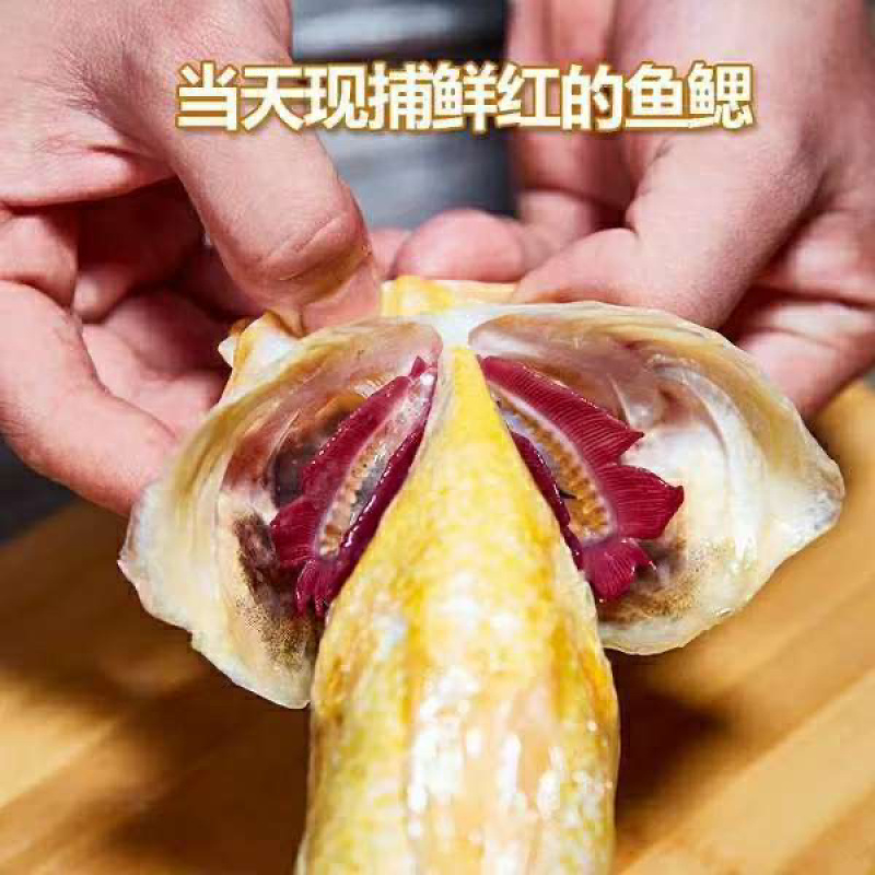 新鲜深海大黄鱼黄花鱼现捕现发鲜活冷冻海鲜批发