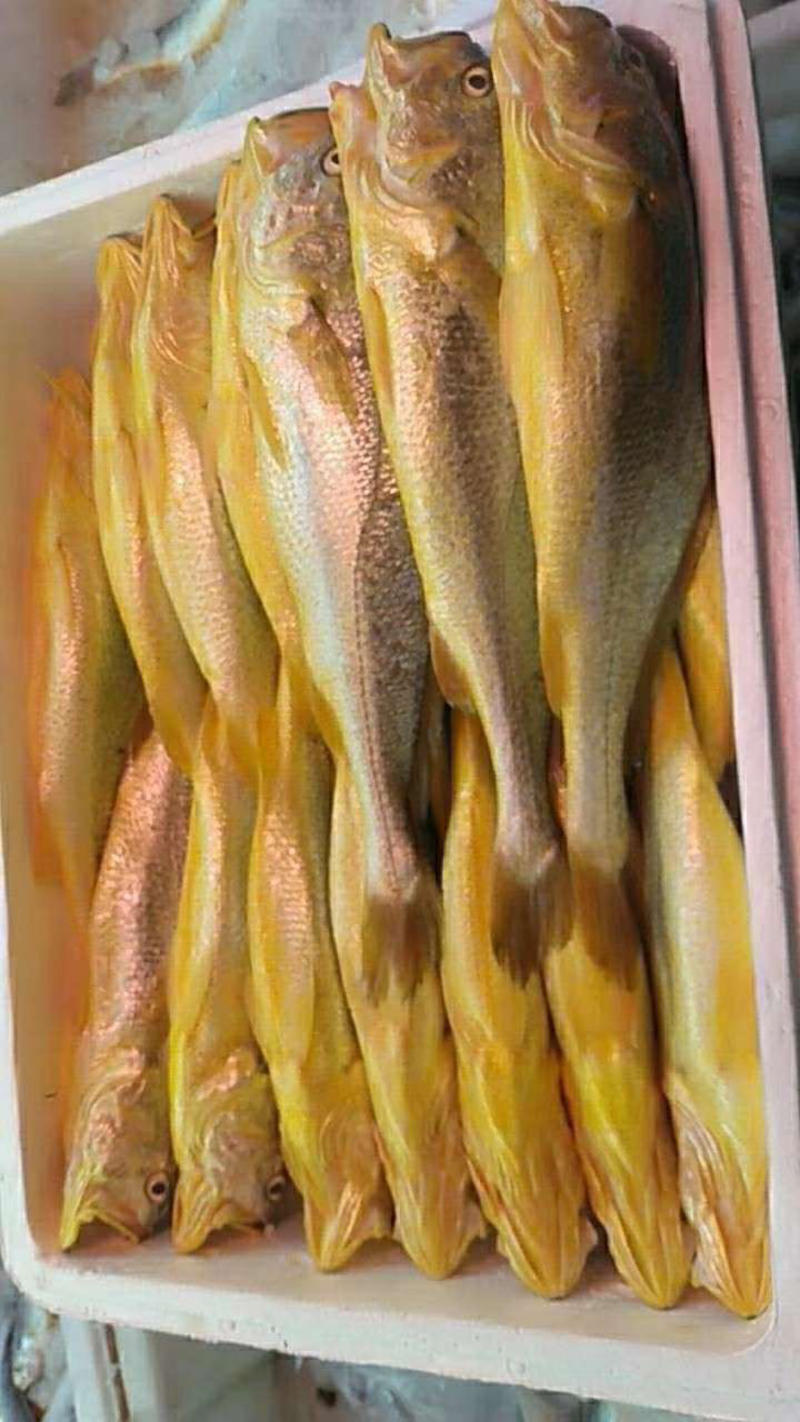 新鲜深海大黄鱼黄花鱼现捕现发鲜活冷冻海鲜批发