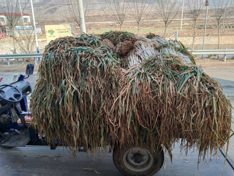 原产地直销泗水特产长白大葱芽葱