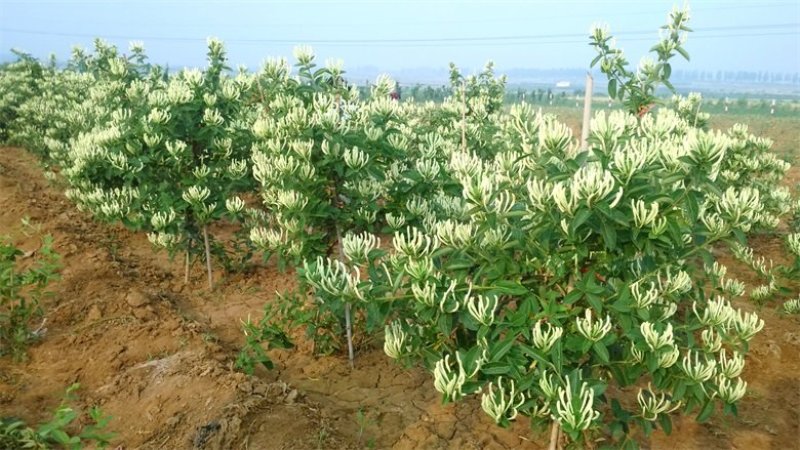 金银花树苗四级金银花五彩金银花保品种保质量现挖现发货