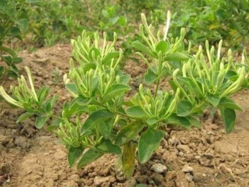 金银花树苗四级金银花五彩金银花保品种保质量现挖现发货