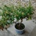 金银花树苗四级金银花五彩金银花保品种保质量现挖现发货