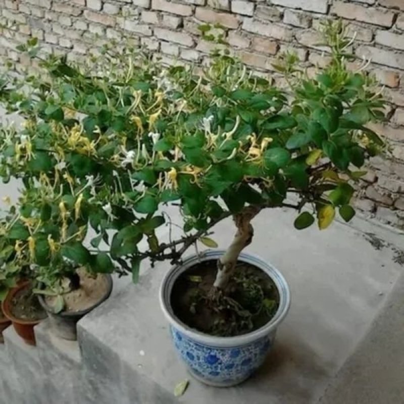 金银花树苗四级金银花五彩金银花保品种保质量现挖现发货