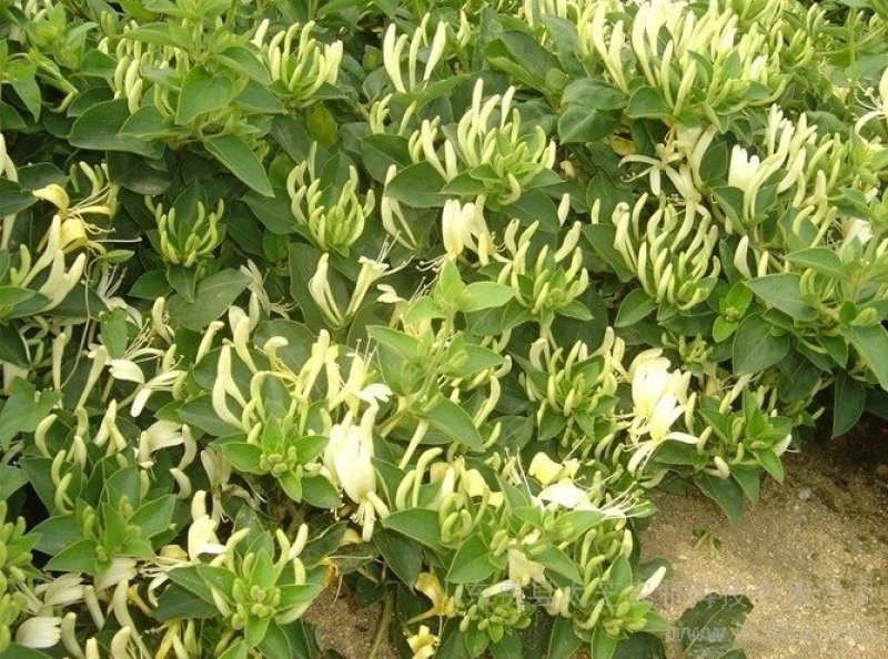 金银花树苗四级金银花五彩金银花保品种保质量现挖现发货