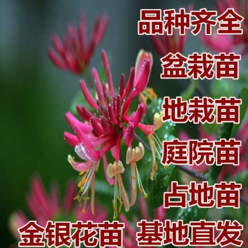 金银花树苗四级金银花五彩金银花保品种保质量现挖现发货