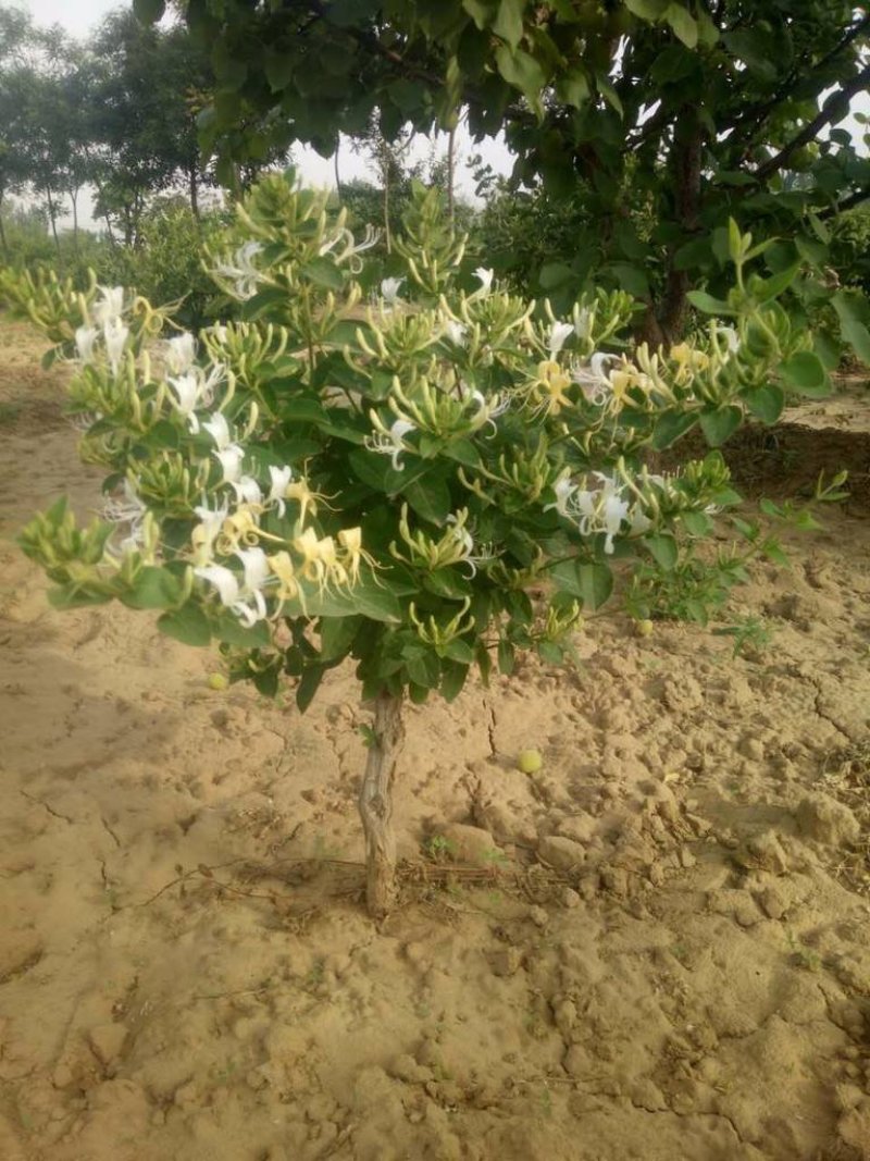 金银花树苗四级金银花五彩金银花保品种保质量现挖现发货