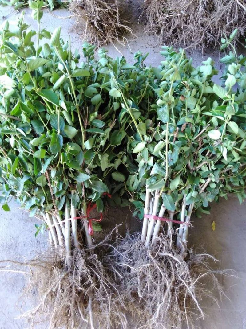 金银花树苗四级金银花五彩金银花保品种保质量现挖现发货