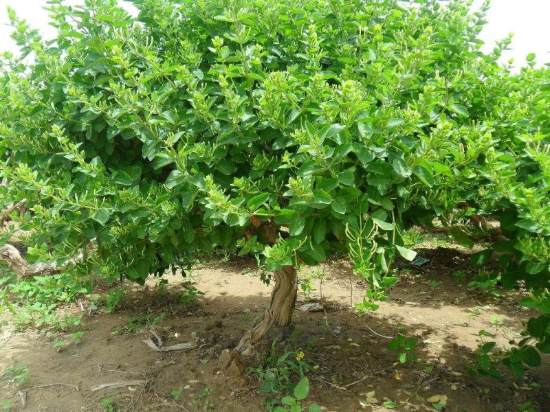 金银花树苗四级金银花五彩金银花保品种保质量现挖现发货