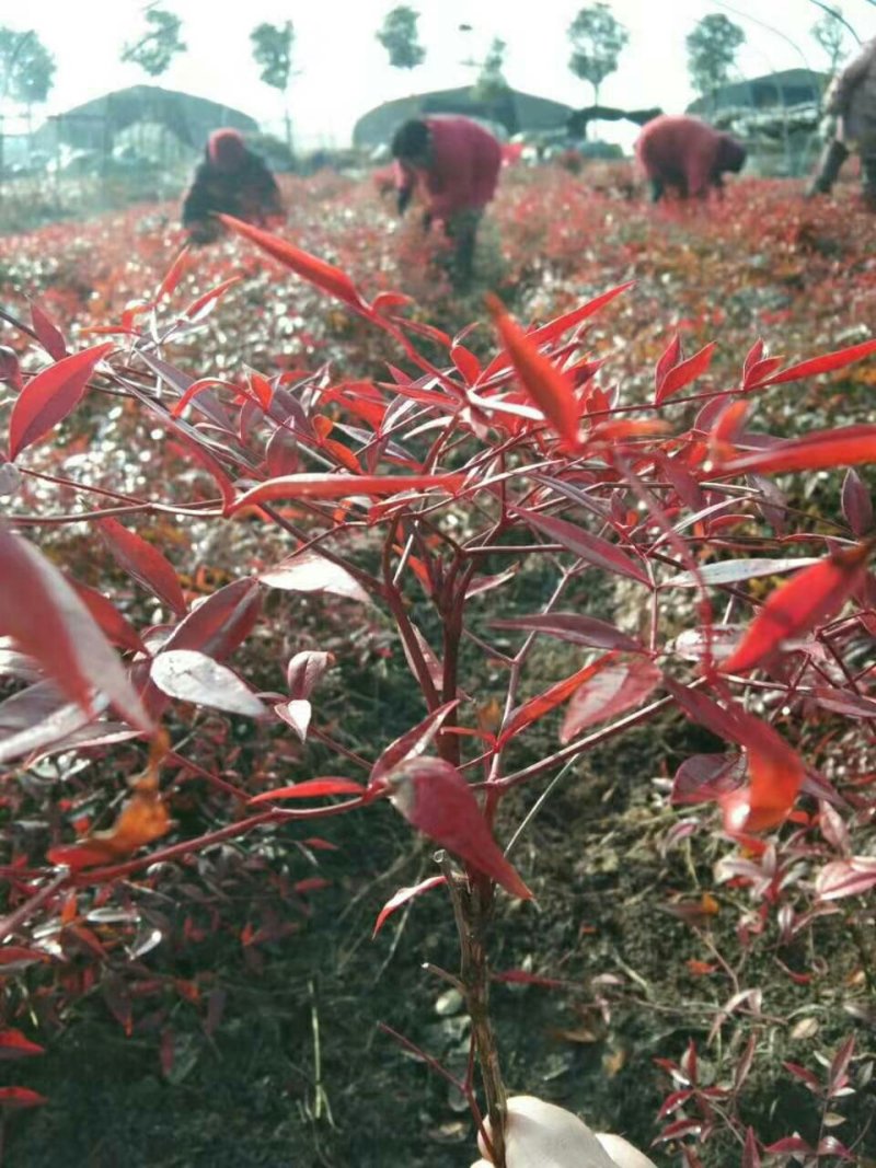 南天竹，红天竹公园，庭院，道路绿化苗木南天竹红天竹