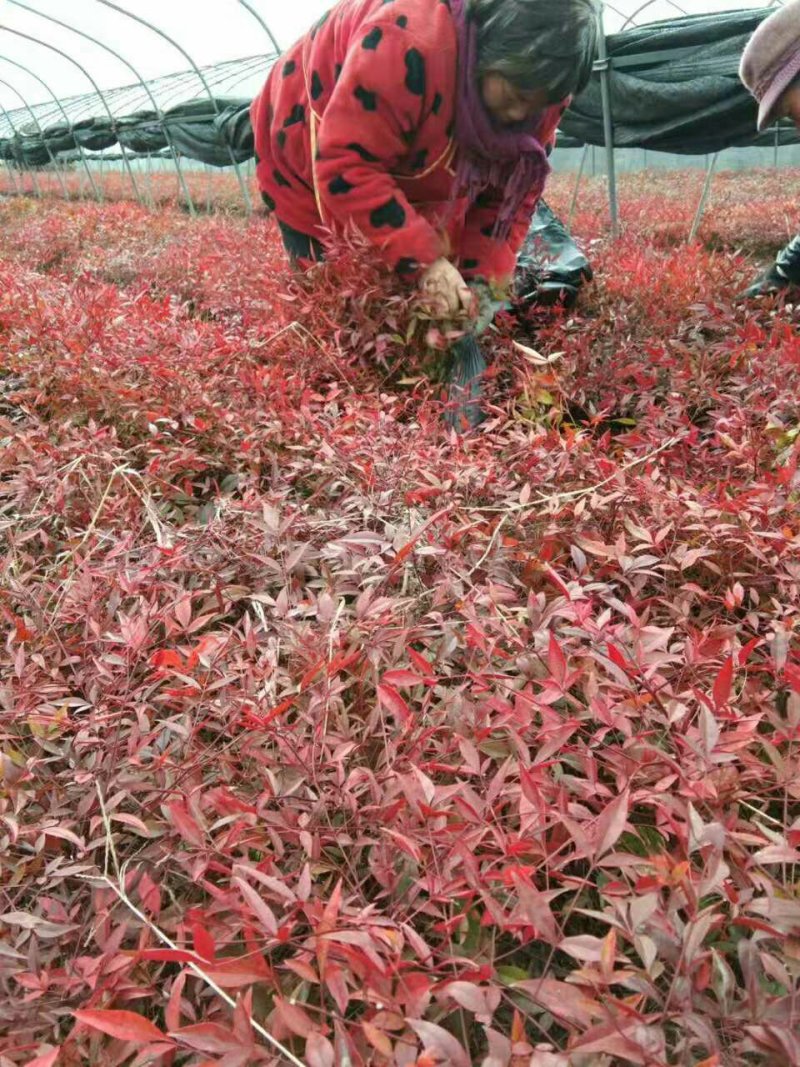 南天竹，红天竹公园，庭院，道路绿化苗木南天竹红天竹