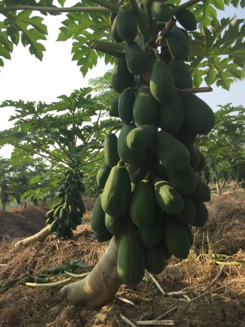 香甜润滑红心木瓜