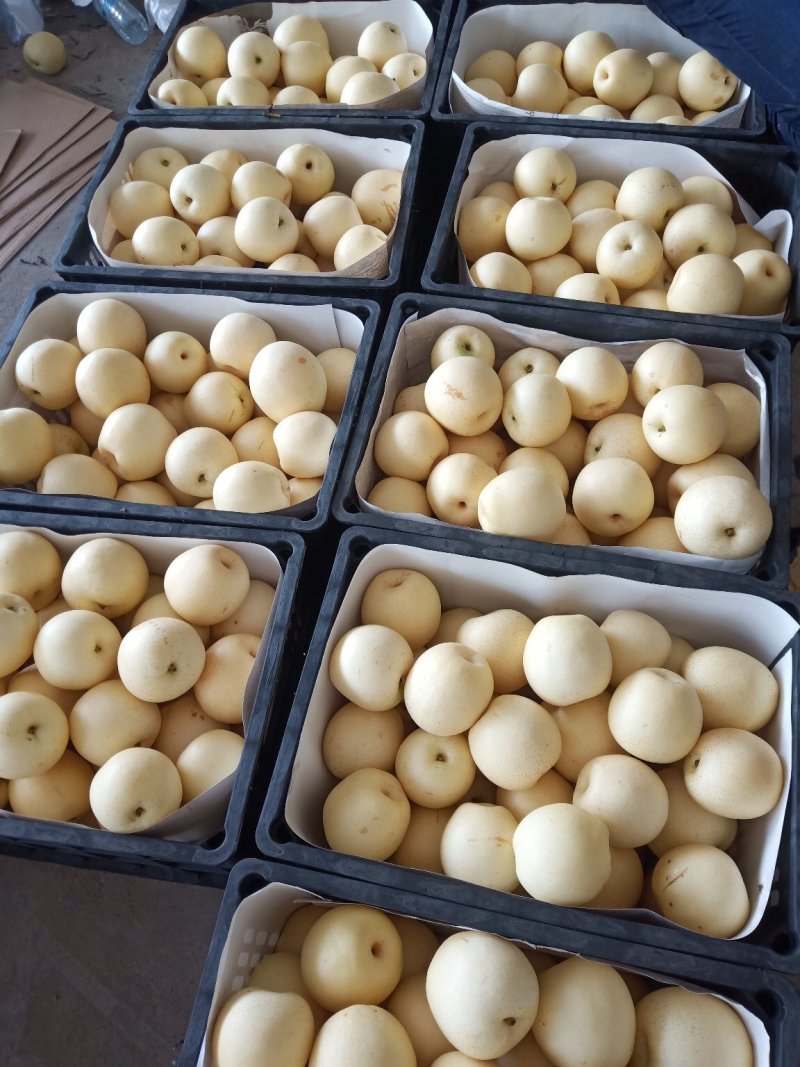 【精品】皇冠梨万亩产地直销口感好甜度佳可视频看货
