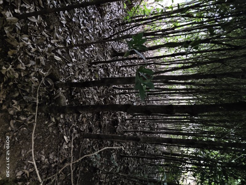 桂花树八月桂金桂基地直销无中间商量大从优
