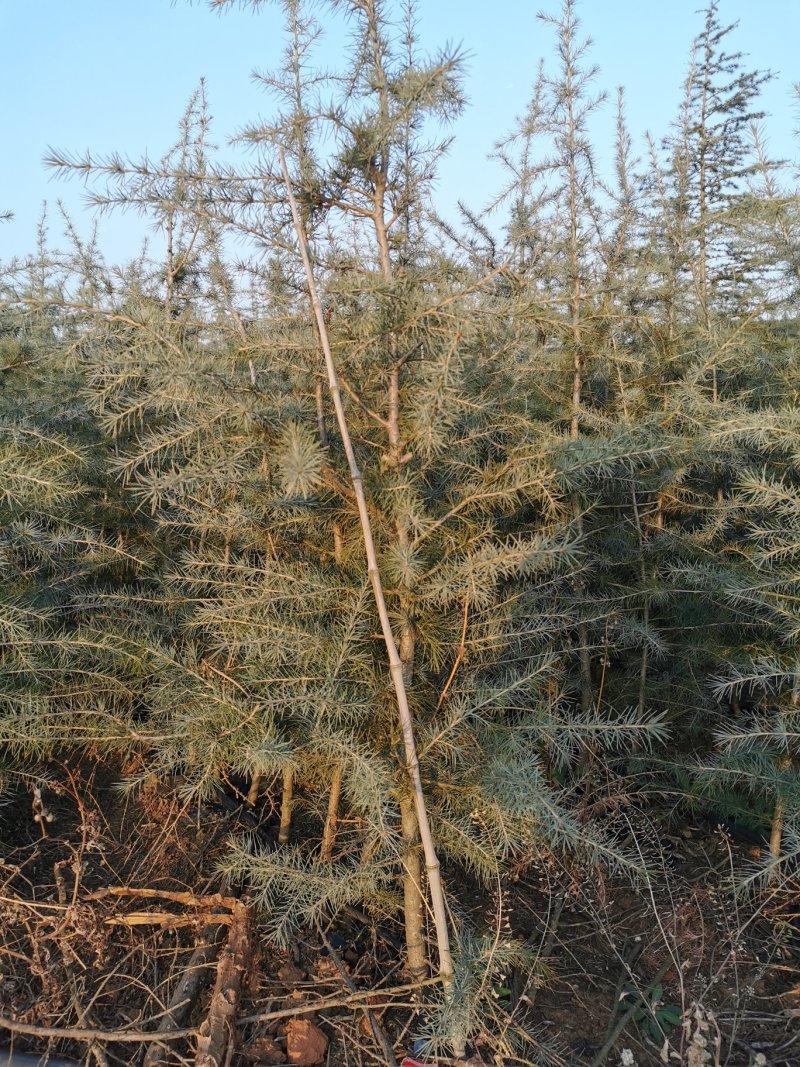 雪松，枝叶茂盛，蓬头好，提供种植技术指导