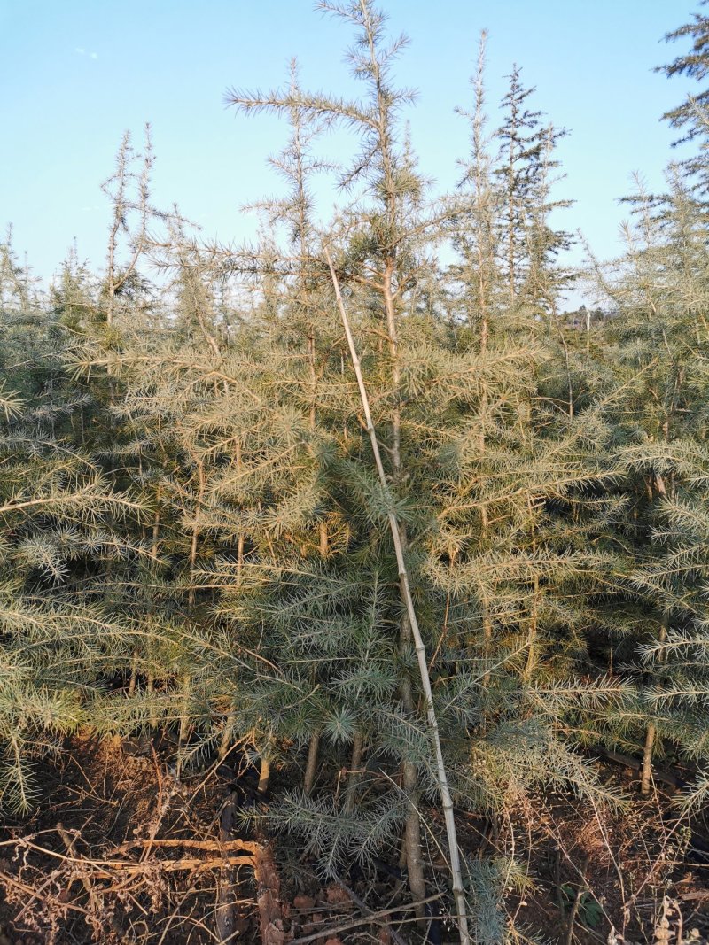 雪松，枝叶茂盛，蓬头好，提供种植技术指导