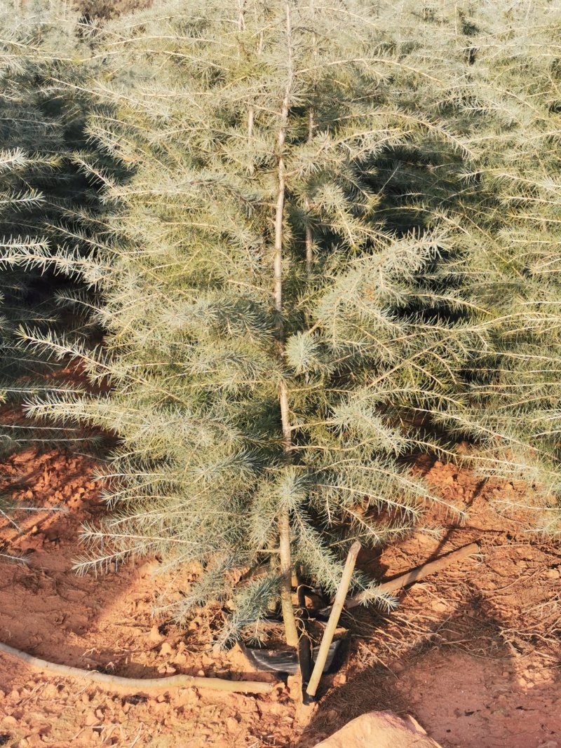 雪松，枝叶茂盛，蓬头好，提供种植技术指导