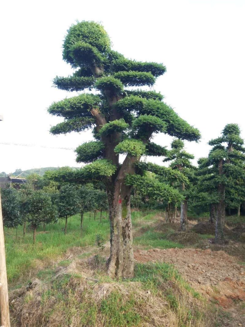 小叶女贞桩湖南小叶女贞桩基地直发规格齐全广场别墅优选