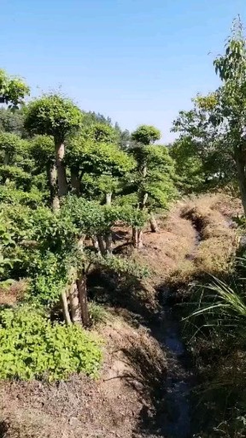 小叶女贞桩湖南小叶女贞桩基地直发规格齐全广场别墅优选