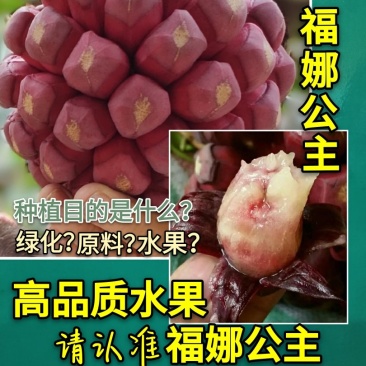 福娜公主甜蜜单细核品种与科学家联手签约收购