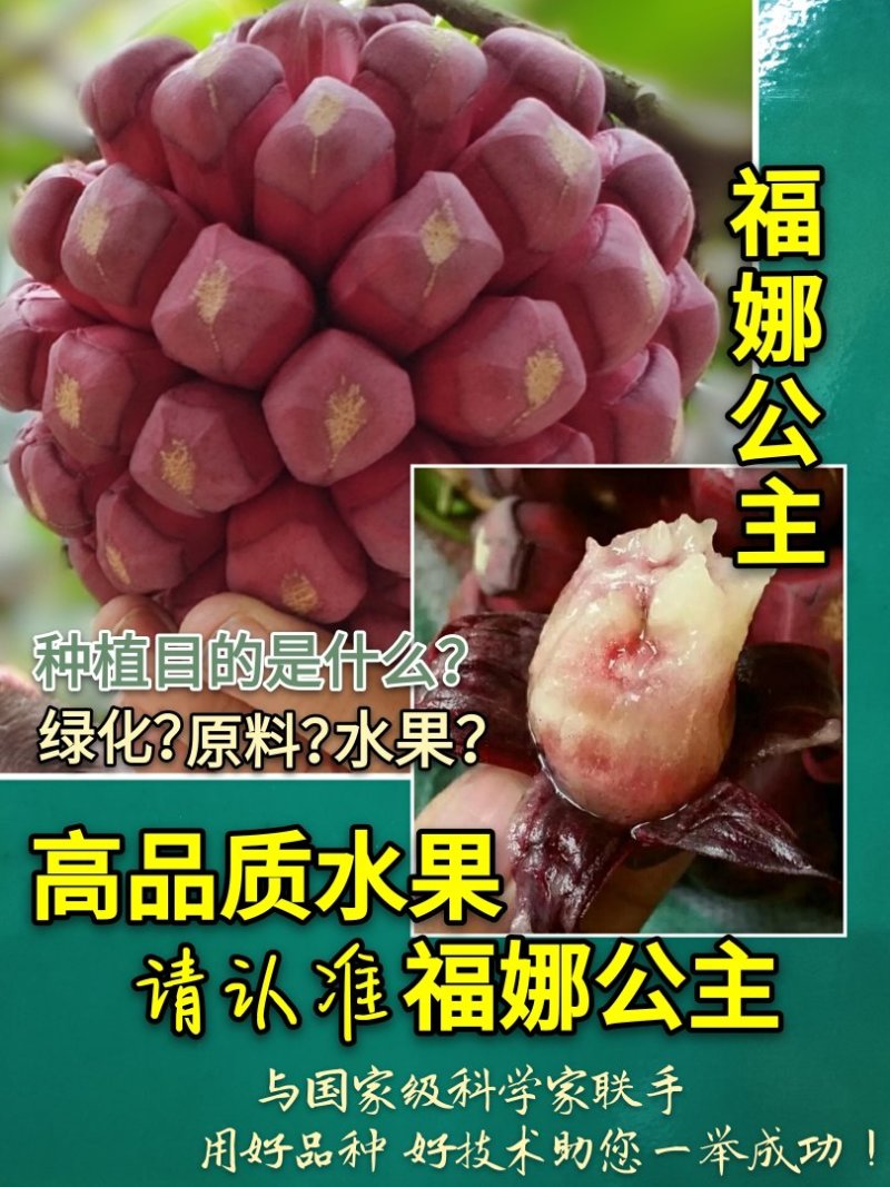 福娜公主甜蜜单细核品种与科学家联手签约收购