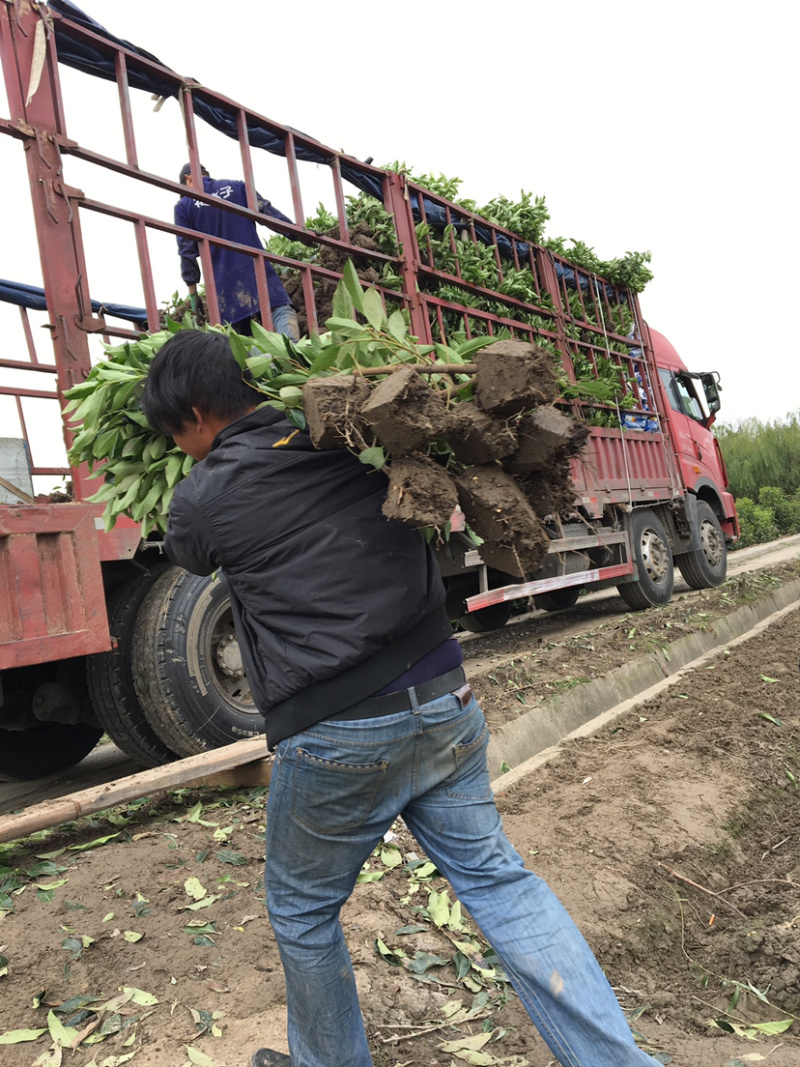 法国冬青树苗青珊瑚篱笆苗基地低价批发供应