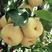 老白姓生态园酥梨种植基地，百年老树，价格低廉，质量保证。