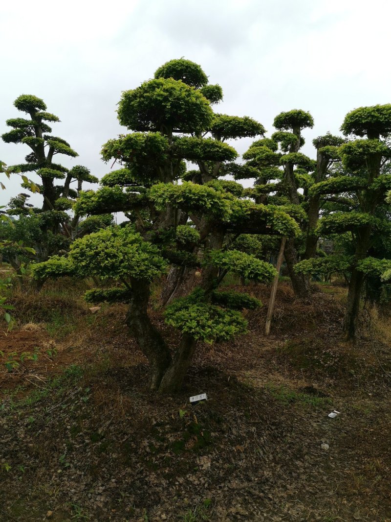 榆树桩湖南榆树桩多杆单杆12一50公分基地直销任挑任选