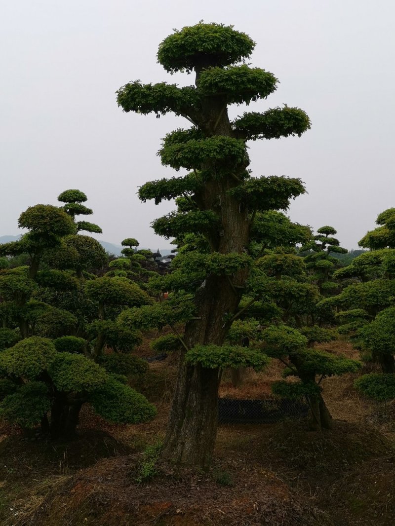 榆树桩湖南榆树桩多杆单杆12一50公分基地直销任挑任选