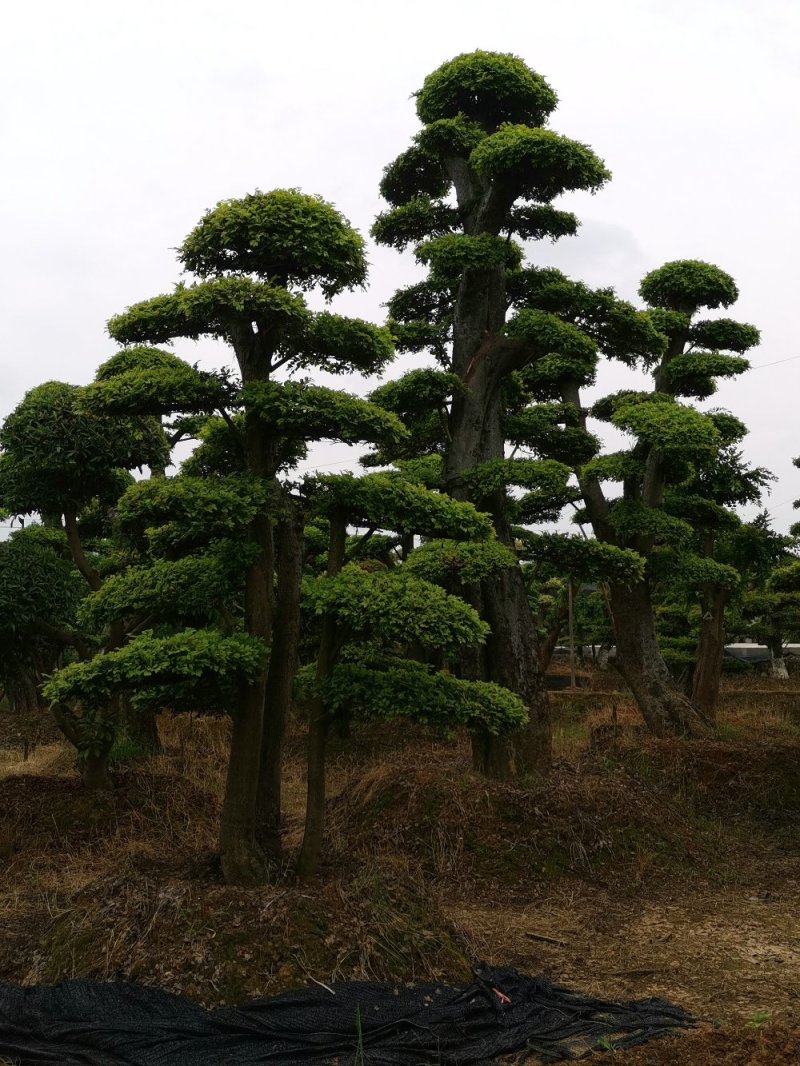 榆树桩湖南榆树桩多杆单杆12一50公分基地直销任挑任选