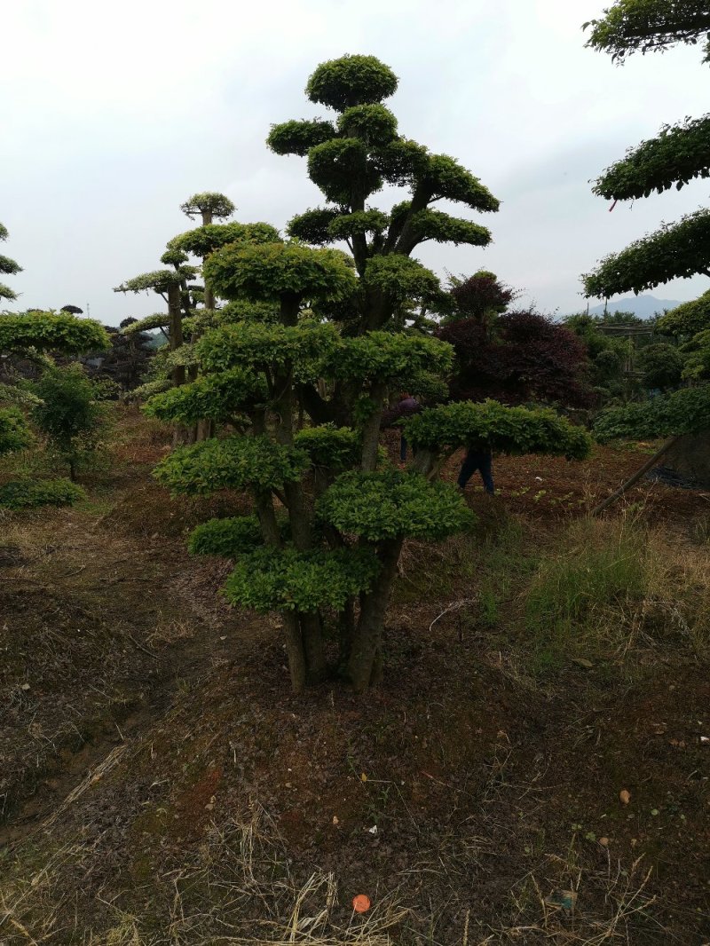 榆树桩湖南榆树桩多杆单杆12一50公分基地直销任挑任选