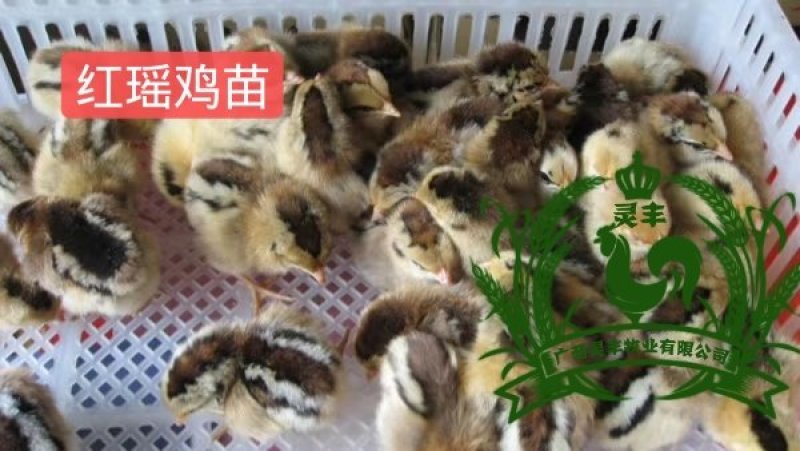 瑶鸡苗分别为1号红瑶2号黑瑶诚信经营...假一赔十