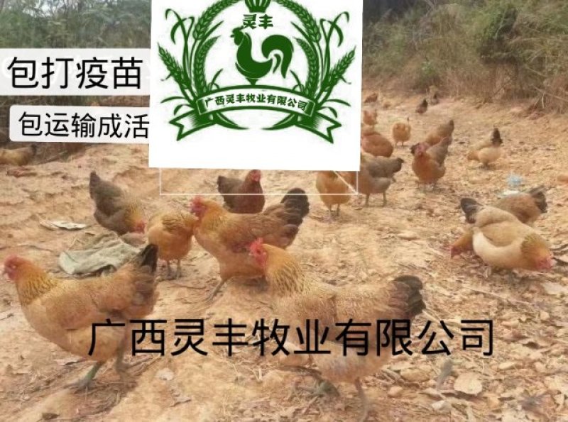 瑶鸡苗分别为1号红瑶2号黑瑶诚信经营...假一赔十